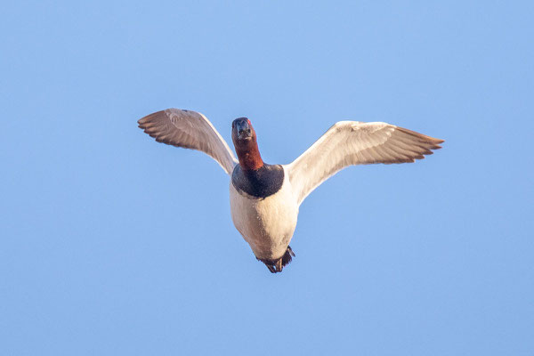 Flugbild männliche Riesentafelente (Aythya valisineria) im Prachtkleid (Manitoba, Juni).  Riesentafelente (Aythya valisineria) im Prachtkleid (Manitoba, Juni). 
