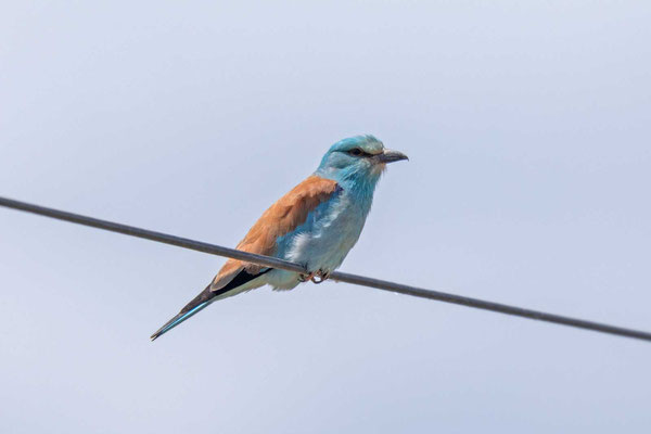 Blauracke (Coracias garrulus)