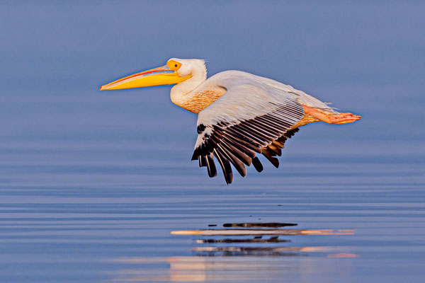 Rosapelikan (Pelecanus onocrotalus)