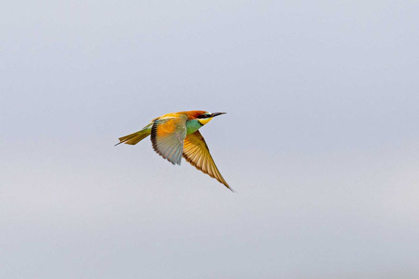 Bienenfresser (Merops apiaster), Flugbild von der Seite