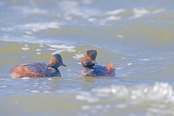 Schwarzhalstaucher (Podiceps nigricollis) im Prachtkleid