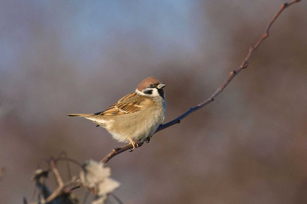 Feldsperling (Passer montanus)