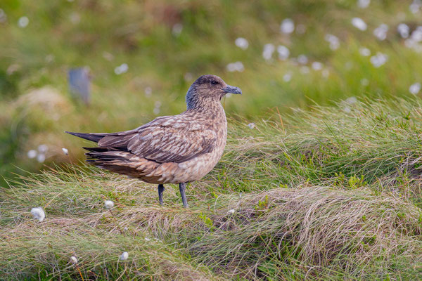 Skua - Große Raubmöwe (Stercorarius skua)