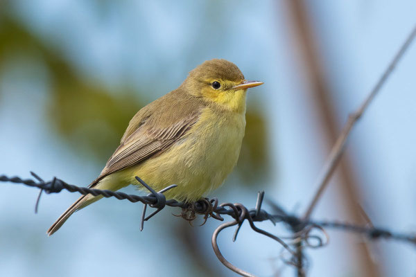 Orpheusspötter (Hippolais polyglotta)