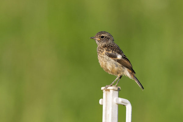 Schwarzkehlchen (Saxicola rubicola rubicola), Jungvogel