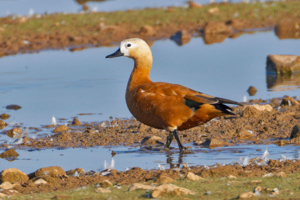 Rostgans (Tadorna ferruginea) steht im Wasser.