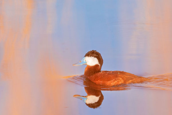 Schwarzkopfruderente (Oxyura jamaicensis)