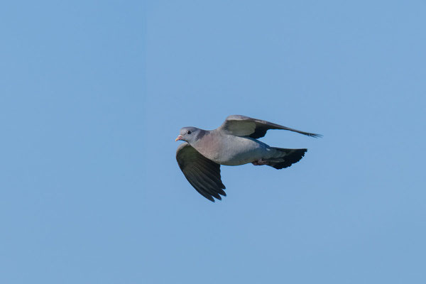 Hohltaube (Columba oenas), Flugbild