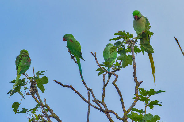 Gruppe von Alexandersittichen (Psittacula eupatria) sitzt in den Wipfelästen einer Platane.