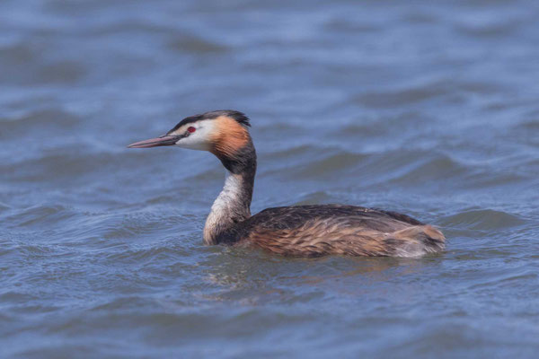 Haubentaucher (Podiceps cristatus) im Prachtkleid