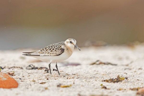 Sanderling (Calidris alba) im Schlichtkleid