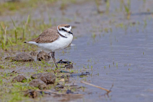 Männlicher Seeregenpfeifer (Charadrius alexandrinus)