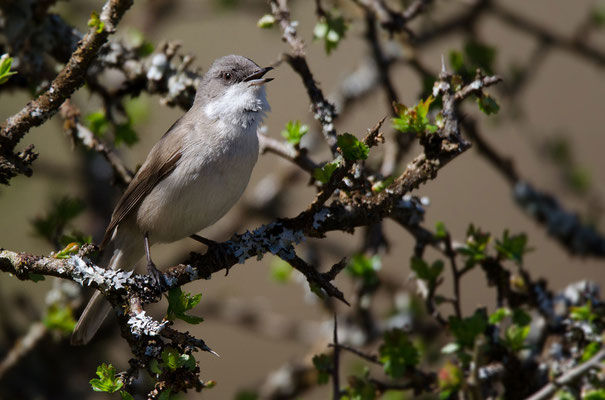 Klappergrasmücke (Sylvia curruca), Foto: Viola Wege