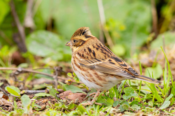 Waldammer (Emberiza rustica)