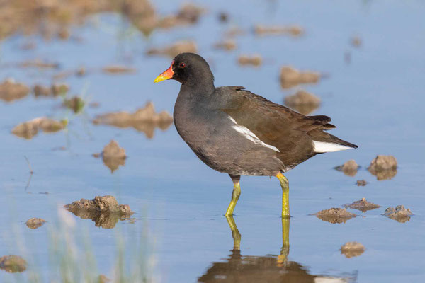 Teichhuhn (Gallinula chloropus) steht niedrigen Tümpel im Nationalpark Albufera auf Mallorca.