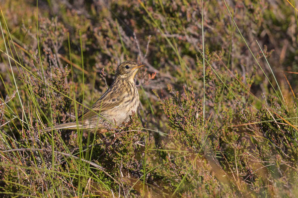 Baumpieper (Anthus trivialis) 