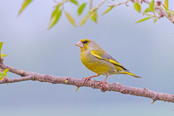 Grünfink (Chloris chloris)