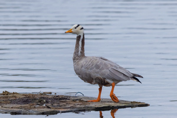 Streifengans (Anser indicus)