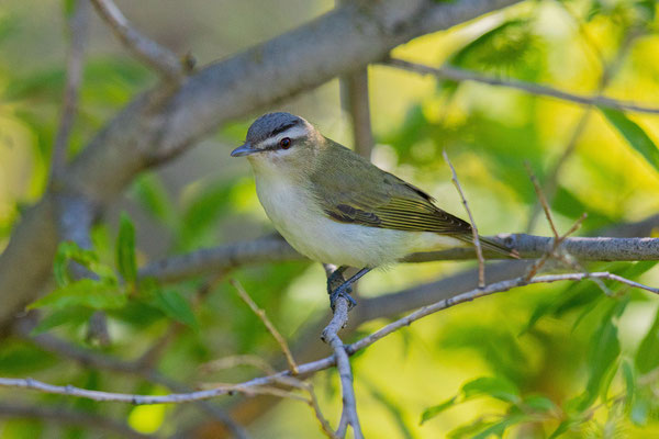 Rotaugenvireo (Vireo olivaceus)