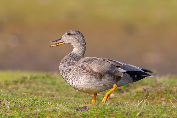 Männliche Schnatterente (Mareca strepera)