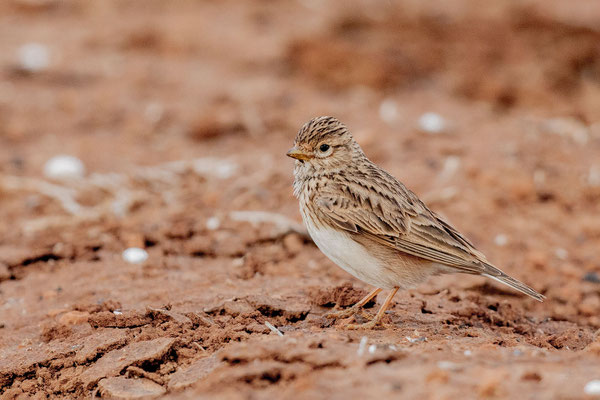 Stummellerche (Alaudala rufescens)