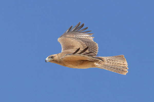 Habichtsadler (Aquila fasciata); Oman (Dezember 2025)
