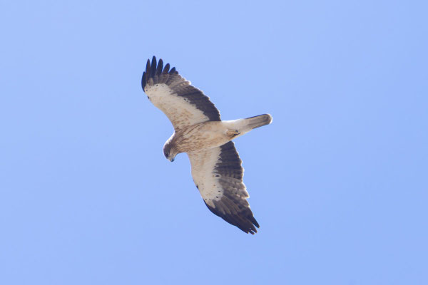 Zwergadler (Hieraaetus pennatus), helle Morphe.