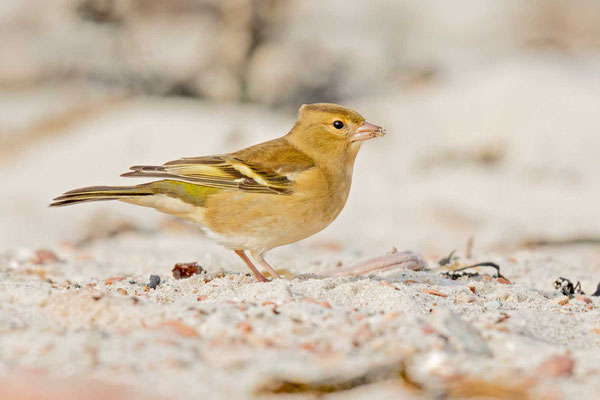 Weiblicher Buchfink (Fringilla coelebs)