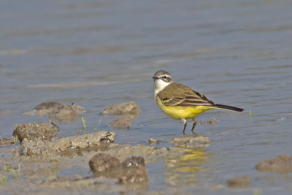 Iberische Schafstelze (Motacilla flava iberiae), Mallorca, April 2015