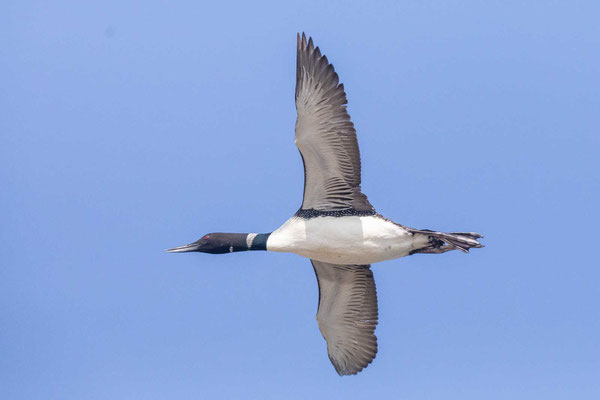 Flugbild Eistaucher (Gavia immer)