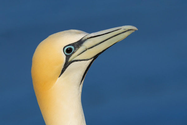 Basstölpel (Morus bassanus) mit schwarzem Auge, eine Folge der Vogelgrippe.