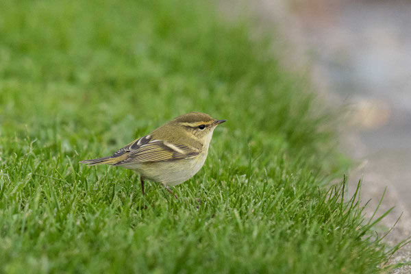 Gelbbrauen-Laubsänger (Phylloscopus inornatus) auf eine Wiese. (Helgoland Oktober 2017) 
