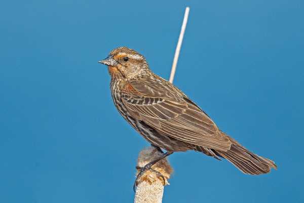 Rotflügelstärling (Agelaius phoeniceus), Weibchen