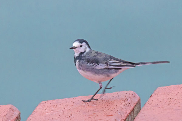 Trauerbachstelze (Motacilla alba yarrellii)