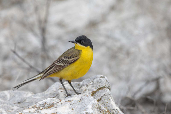 Maskenschafstelze (Motacilla flava feldegg), Männchen