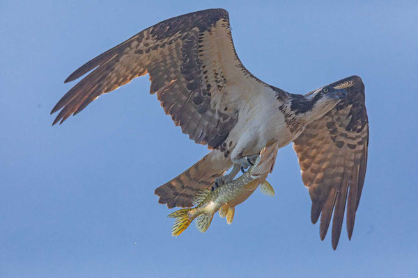 Amerikanischer Fischadler (Pandion haliaetus carolinensis)