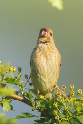 Karmingimpel (Carpodacus erythrinus), vorjährig