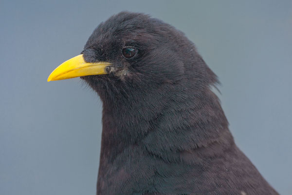 Alpendohle (Pyrrhocorax graculus) im Portzrait.