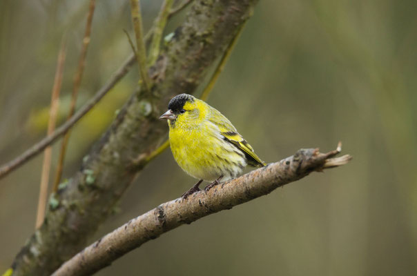 Erlenzeisig (Spinus spinus) Männchen ; Foto: Viola Wege