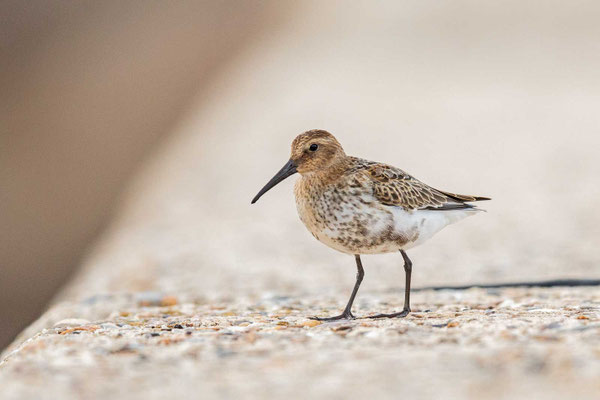 Alpenstrandläufer (Calidris alpina); Jungvogel  auf der Mole am Nordstrand von Helgoland. 