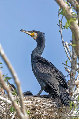 Kormoran (Phalacrocorax carbo) im Nest