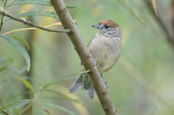 Mönchsgrasmücke (Sylvia atricapilla), Foto: Viola Wege