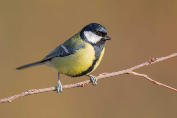 Kohlmeise (Parus major)