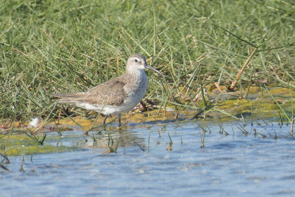 Sichelstrandläufer (Calidris ferruginea) im Schlichtkleid. Oman, Januar 2026