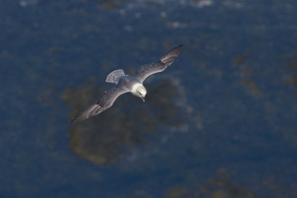 Eissturmvogel (Fulmarus glacialis) im Flug vor dem Helgoländer Lummenfelsen