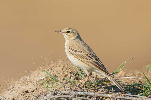 Brachpieper (Anthus campestris)