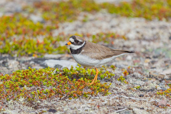  Sandregenpfeifer (Charadrius hiaticula)