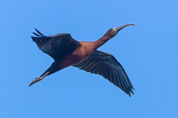 Flugbild eines Sichlers (Plegadis falcinellus) im Prachtkleid.