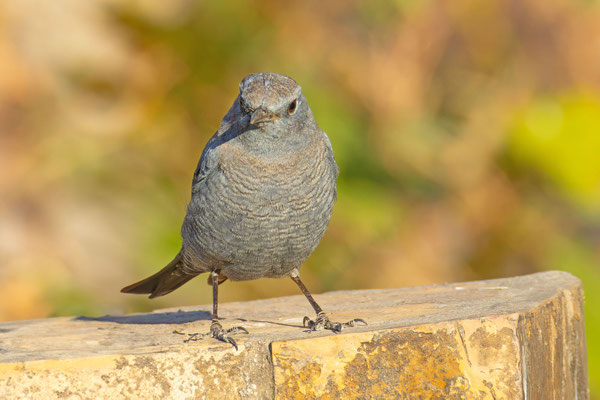 Blaumerle (Monticola solitarius)