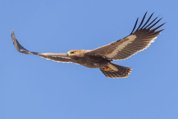 Steppenadler (Aquila nipalensis); Jungvogel.